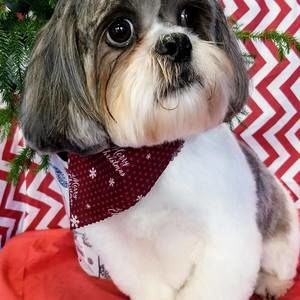 Meet your Posher, Audrey